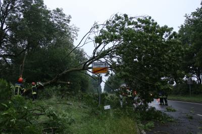 Waiblingen-Bittenfeld: groesserer Baum faellt auf Strasse - Feuerwehr im Einsatz 